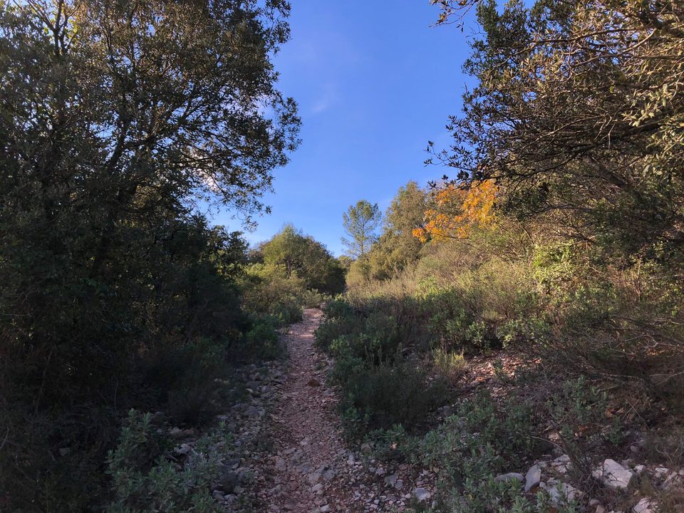 Bois de Cavaillon