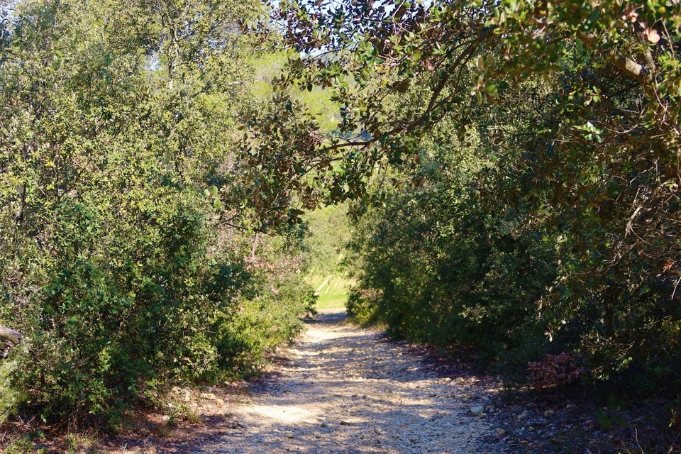 Sentier en sous-bois avec vue sur les cultures