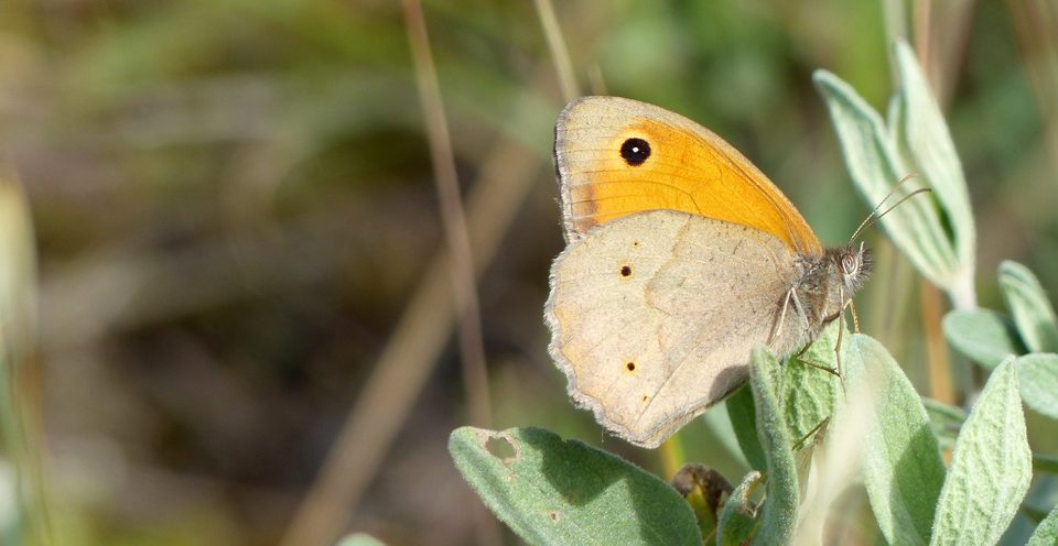 Papillon Myrtil