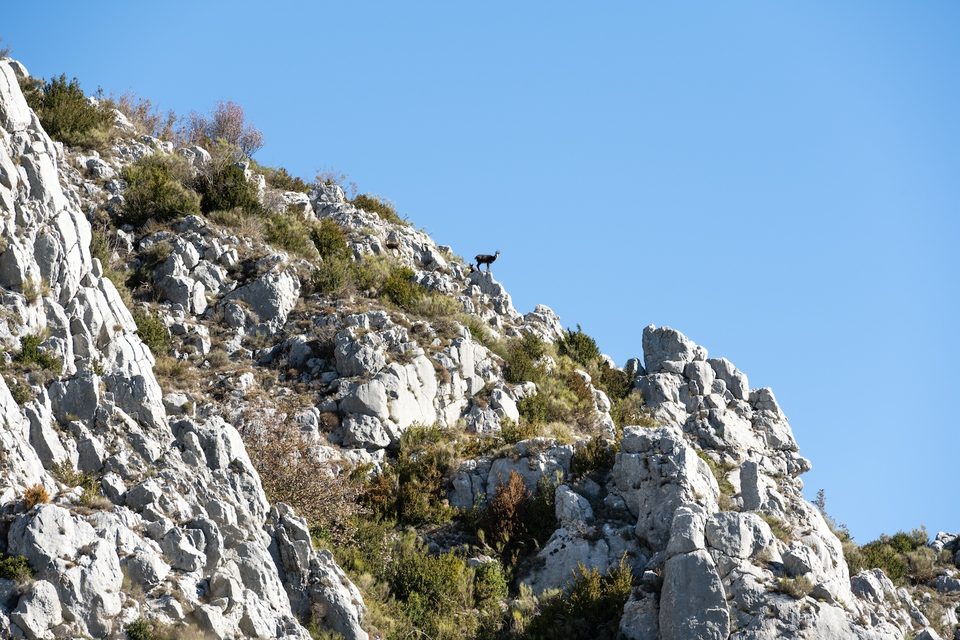Chamois