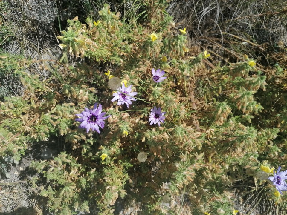 Catananche bleue