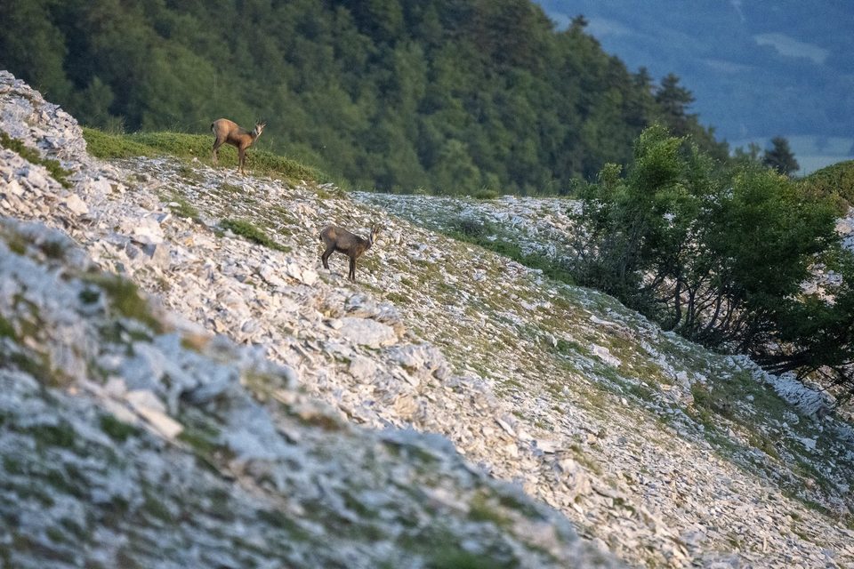Chamois de Lure