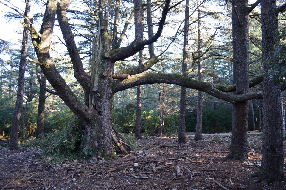 Cèdres du Portalas