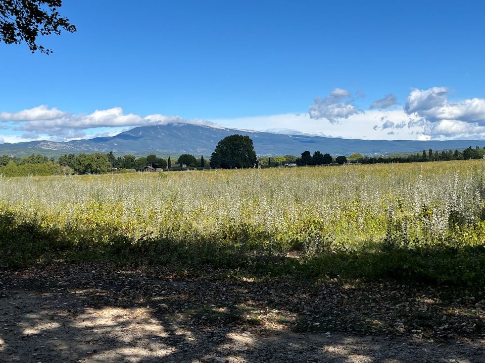 Vue sur le Ventoux