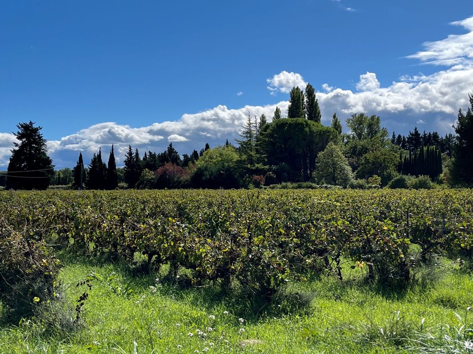 Vignes