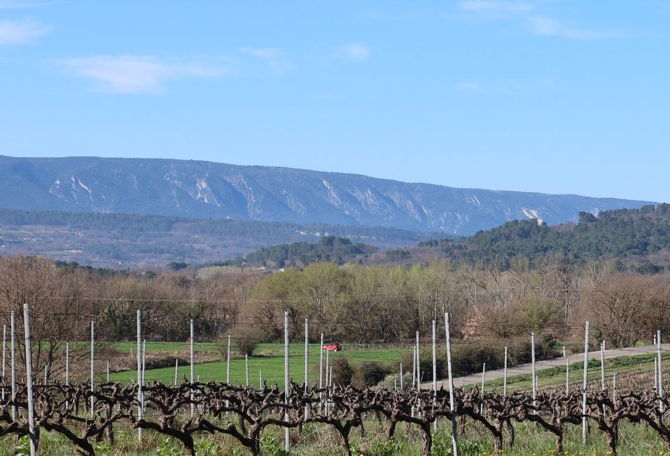 Vignes des Blancs et Petit Luberon