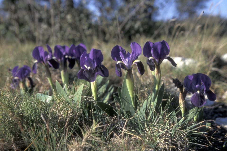 Iris nain des garrigues