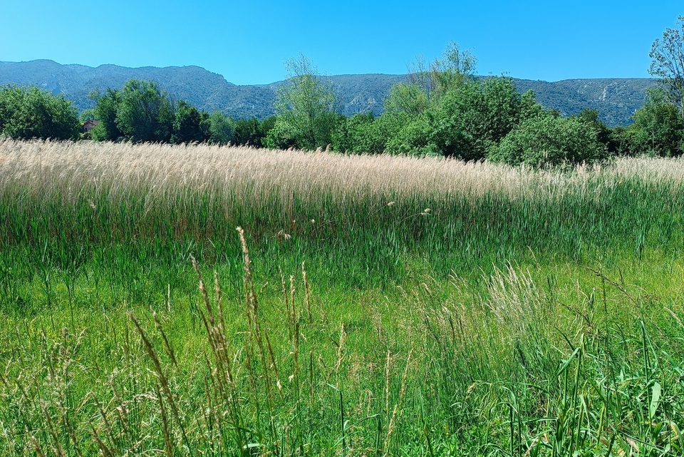Roselière