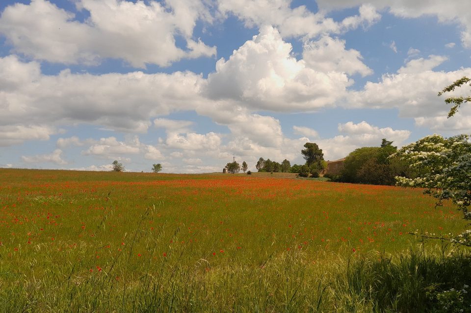 Champs de messicoles