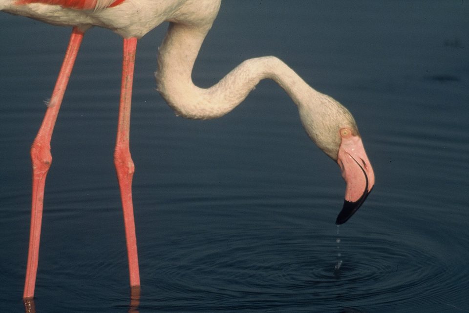 Flamant rose