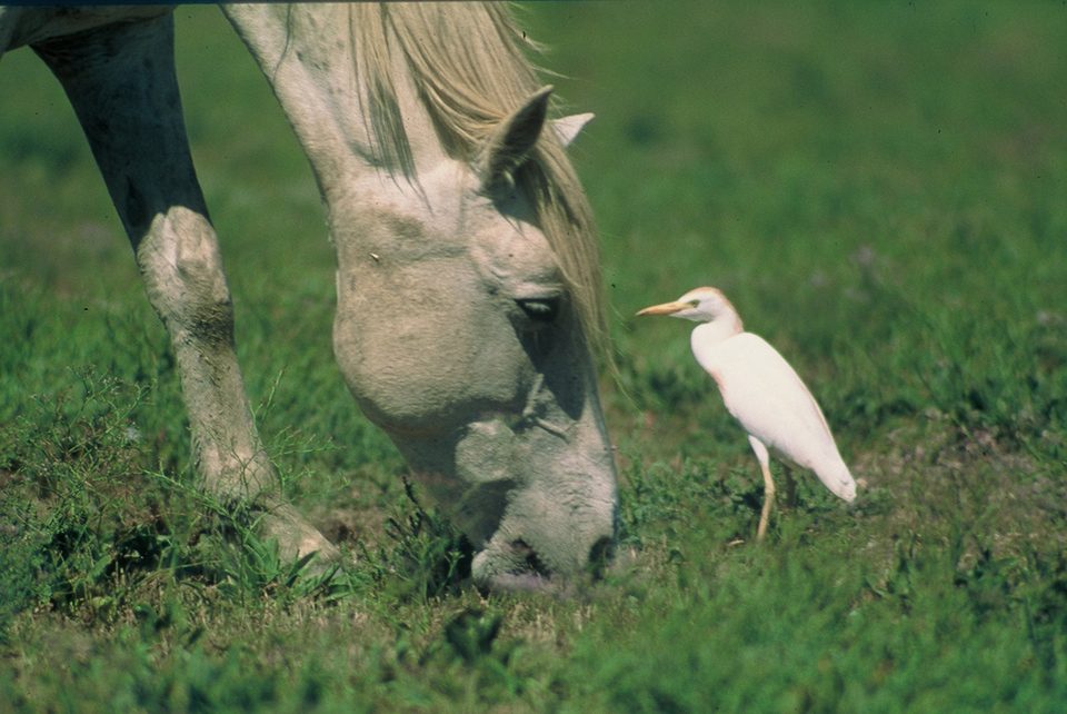 Cheval Camargue et héron garde-boeufs