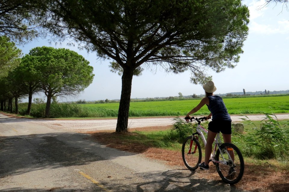 Cycliste devant une rizière