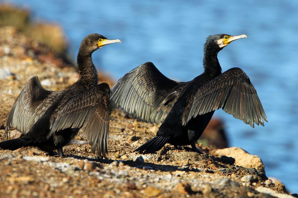 Grand cormoran
