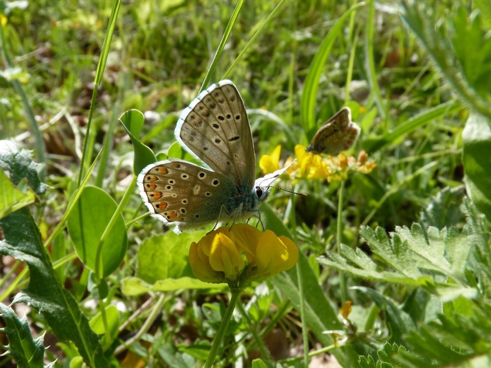 Papillon