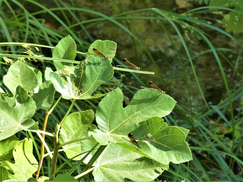 Libellules au-dessus du gaudre du Trible