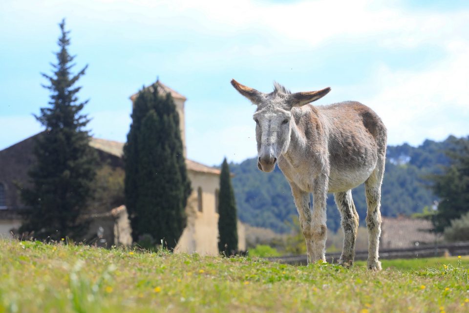 Ane en pâture sur Lourmarin