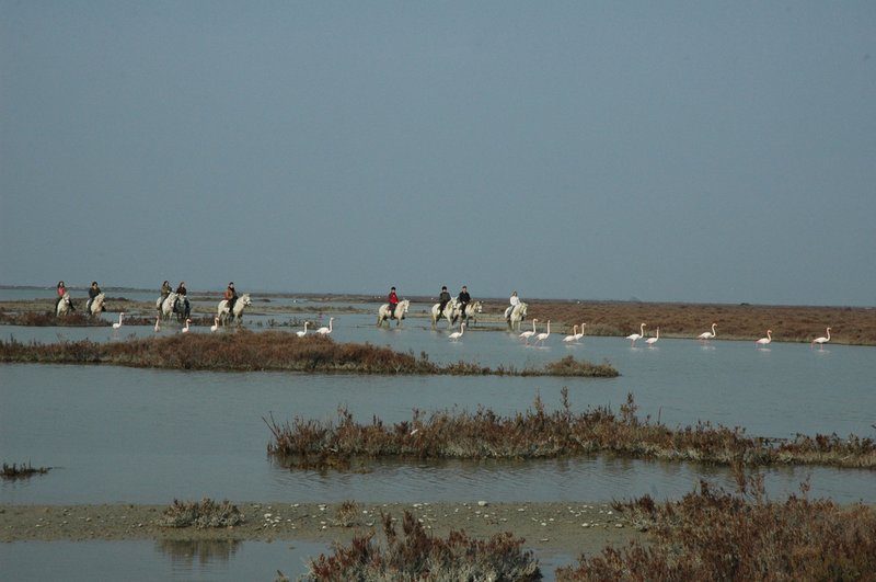 balade-chevaux-en-camargue-opusspeciespnrc.jpg.800x800_q85