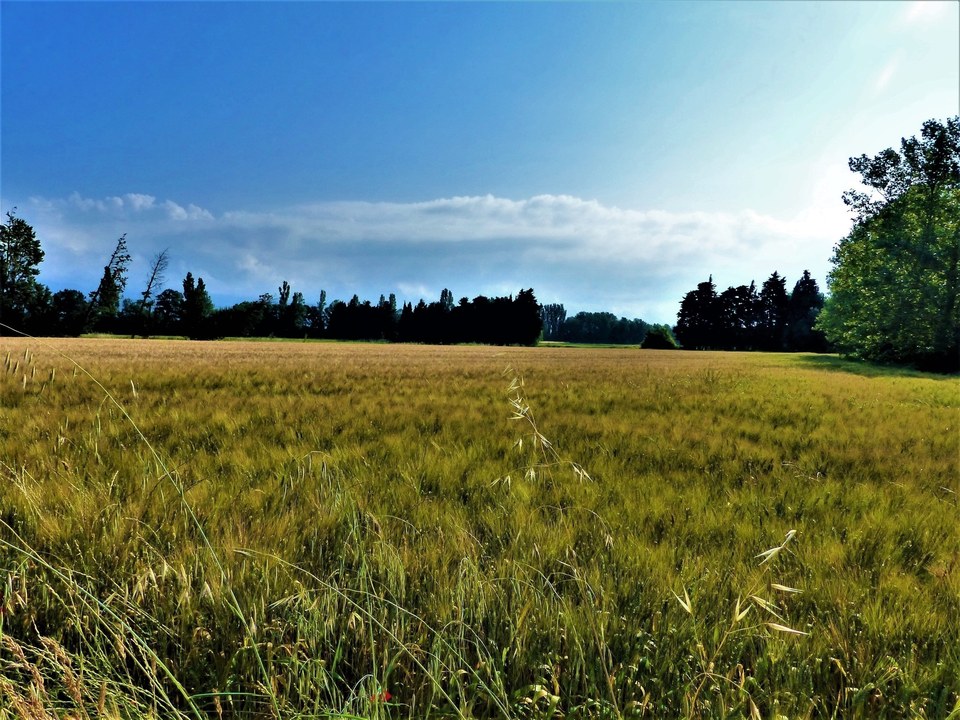 Champ de blé