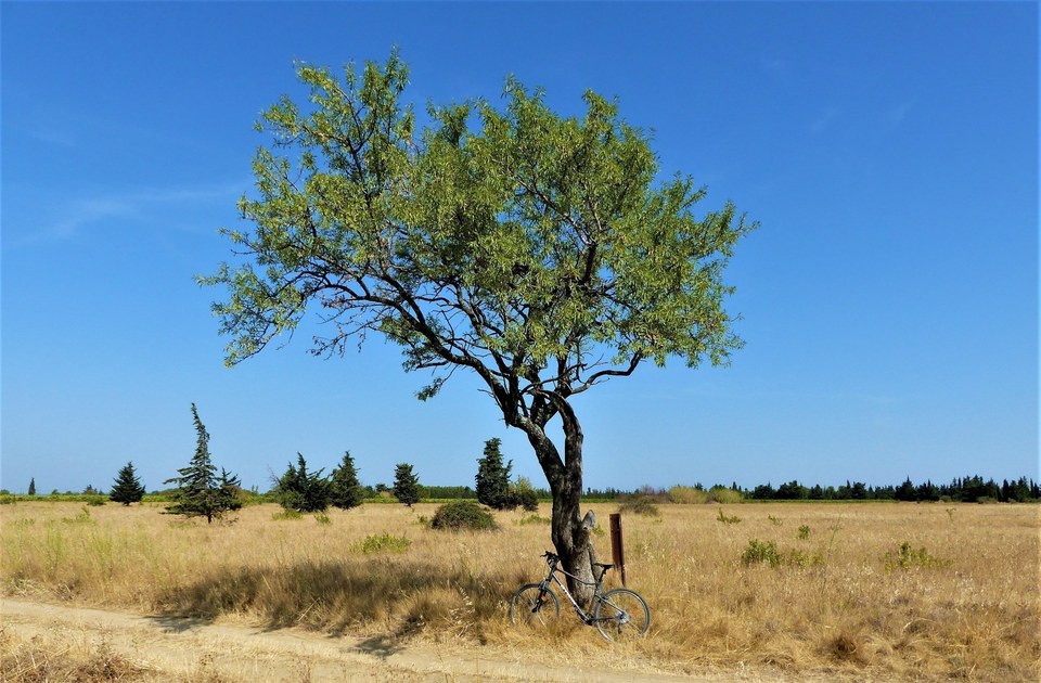À l'ombre d'un amandier