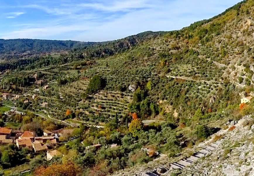 Les oliveraies