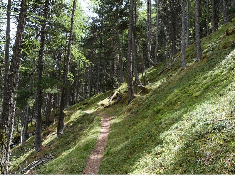 Sentier en sous-bois dans le Mélèzin