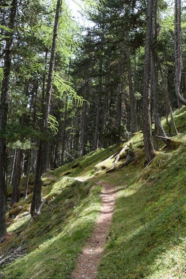 Sentier en sous-bois dans le mélèzin
