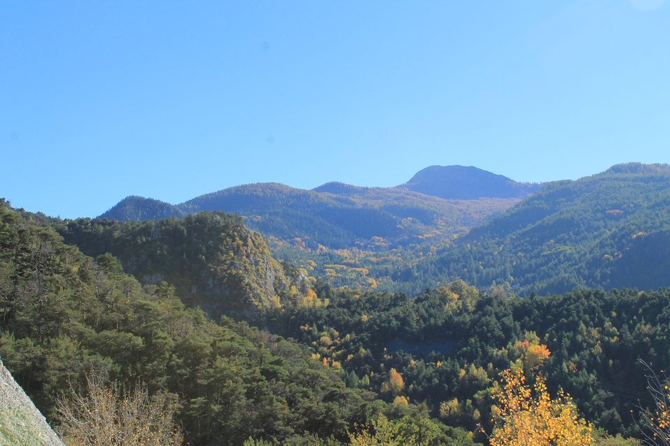 Forêt d'automne