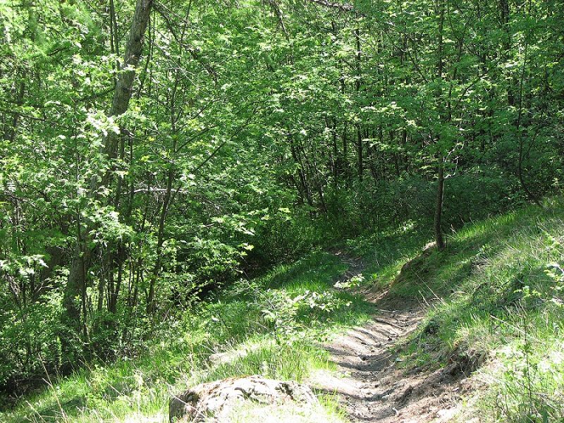 Descente dans la forêt