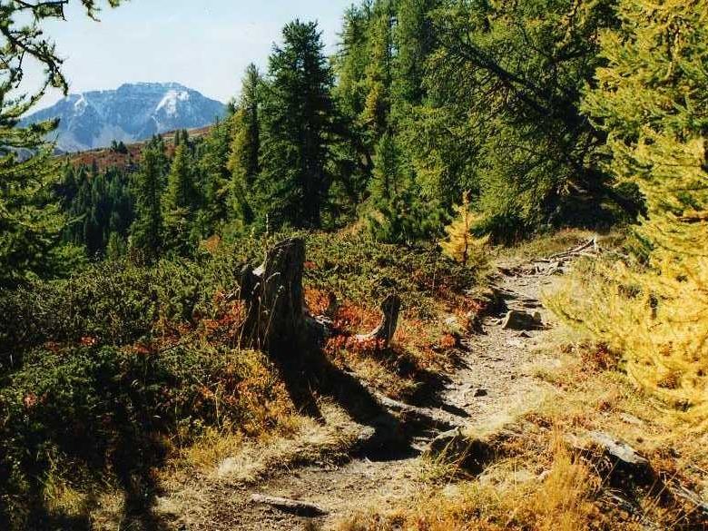 A travers bois