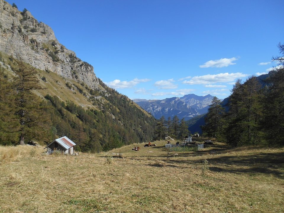 Pâturage et bovins