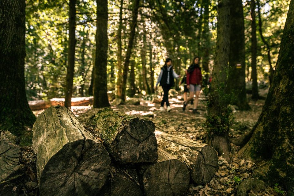 Balade dans la forêt