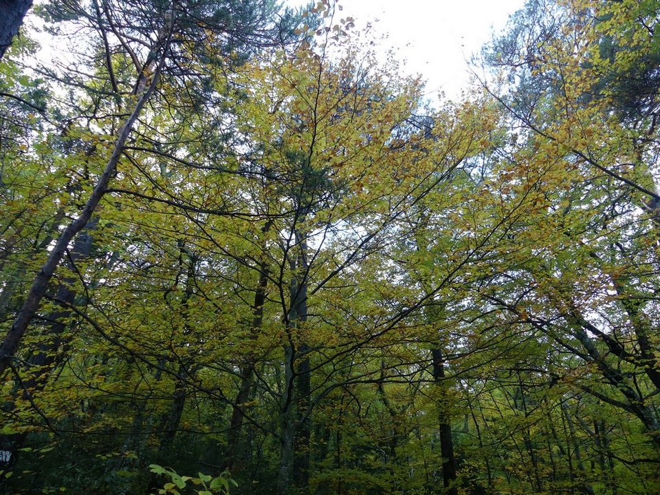 Les couleurs de l'automne du sentier Merveilleux