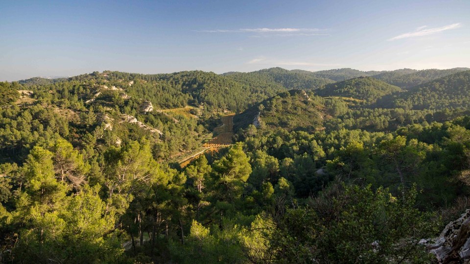 SAINT-ÉTIENNE-DU-GRÈS - La grande pinède des Alpilles
