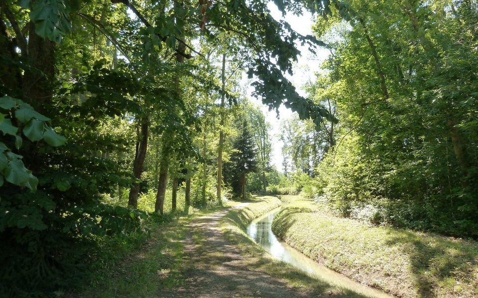 N°16 Vert: Découverte de l'arboretum de la forêt de Cardeilhac