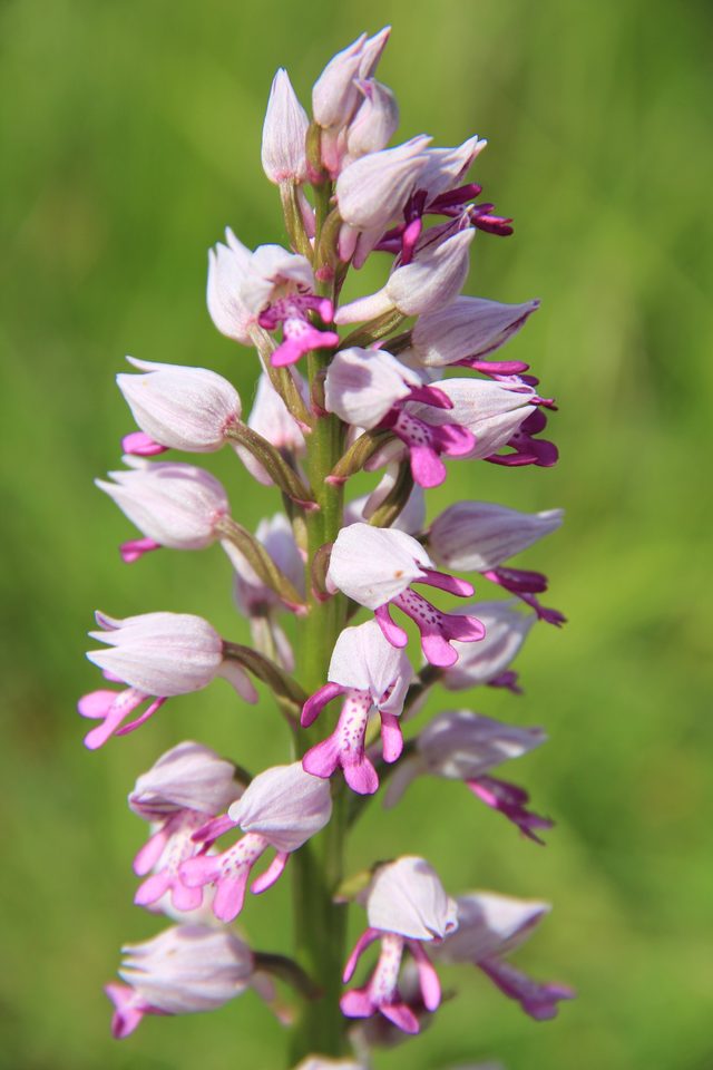 Orchis Militaris