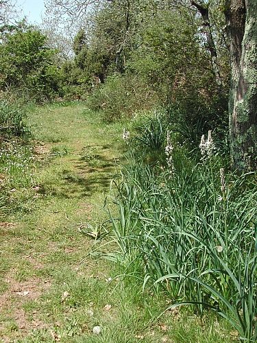 Aurignac "Sentier des Asphodèles"