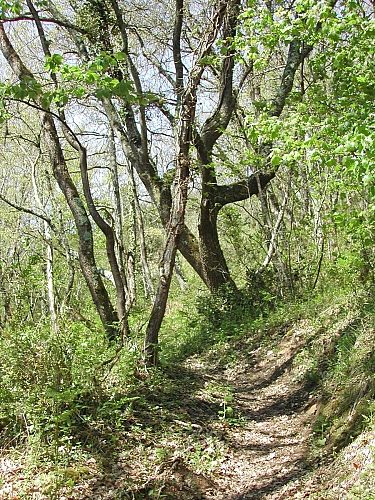 Aurignac "Sentier du Lion"