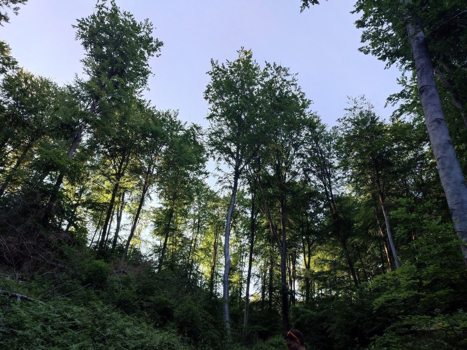 Le Mont Collet