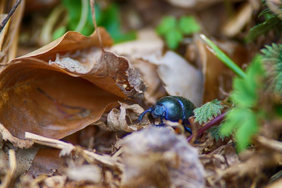 Forêt de Compiègne