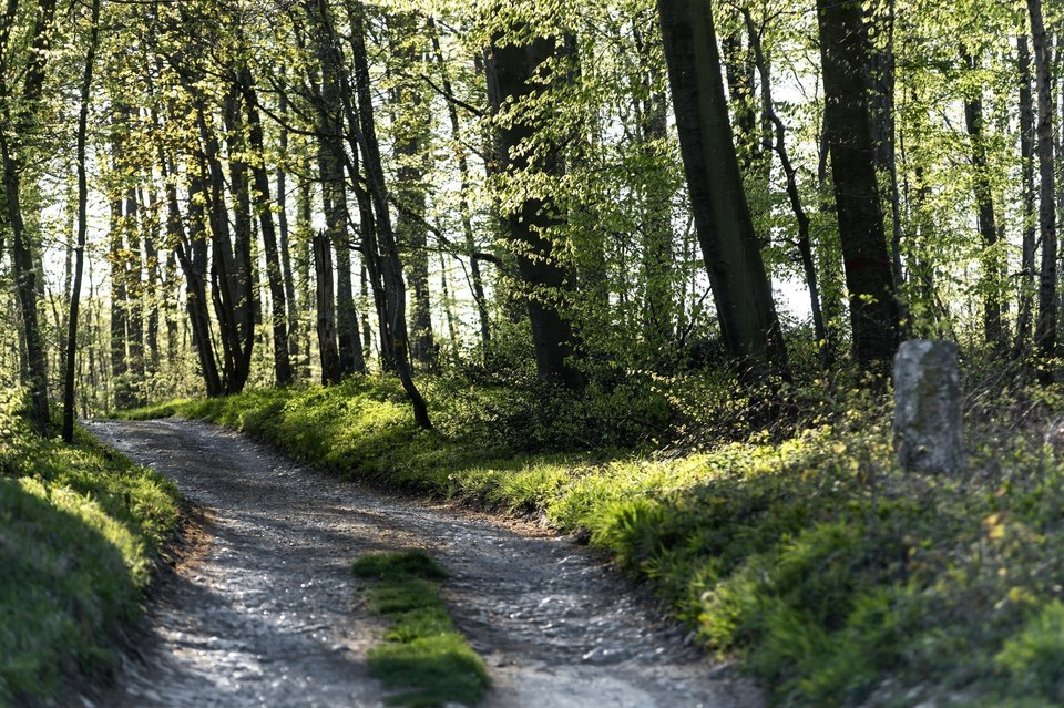 Le Voliard