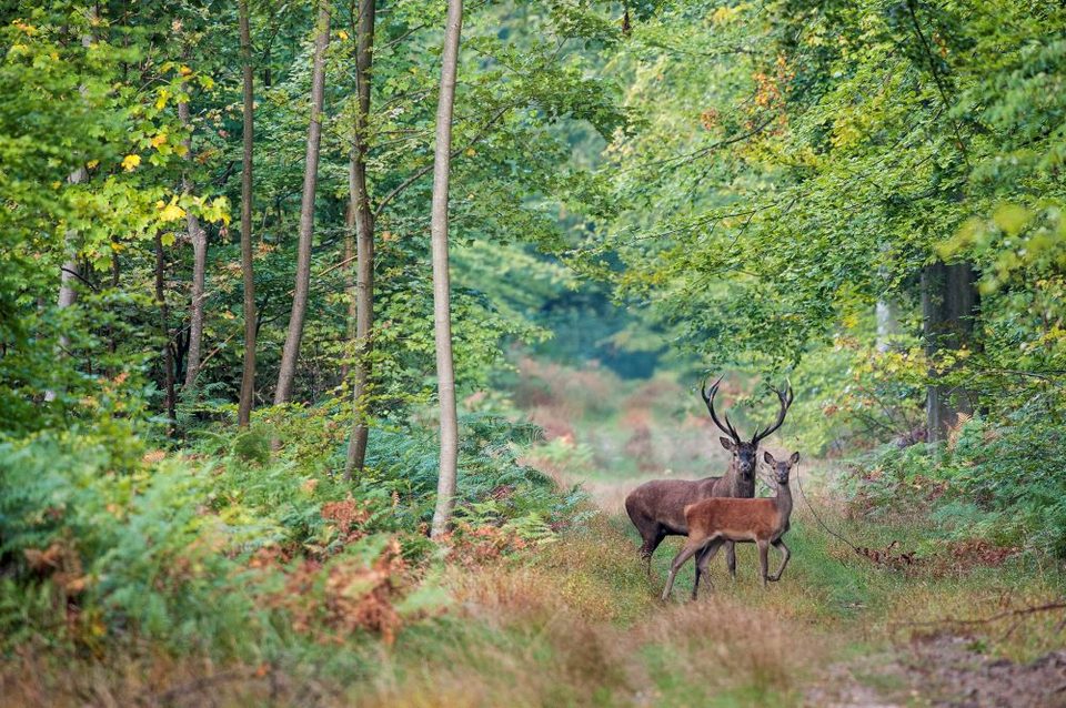 Animaux_foret