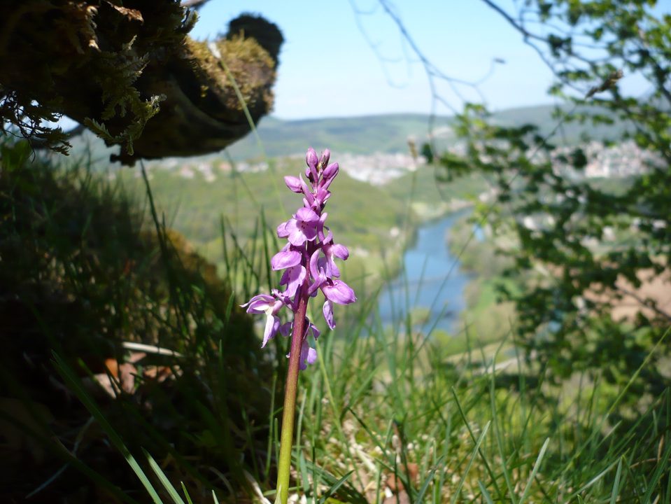 Vue printanière depuis la randonnée du Mont Dommage