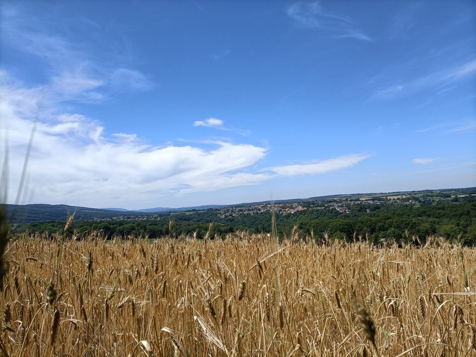 Champs de blés et vue sur Blamont
