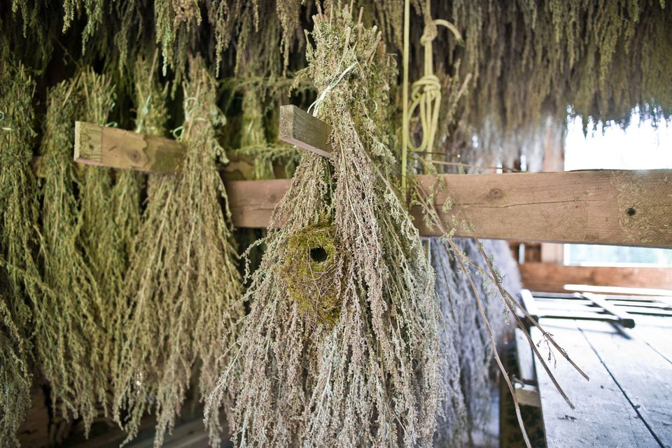 Plante d'absinthe qui sèche