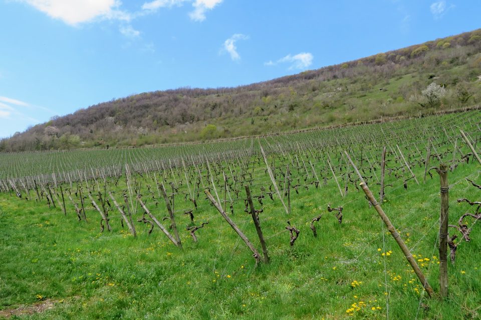 Vignes de Croux