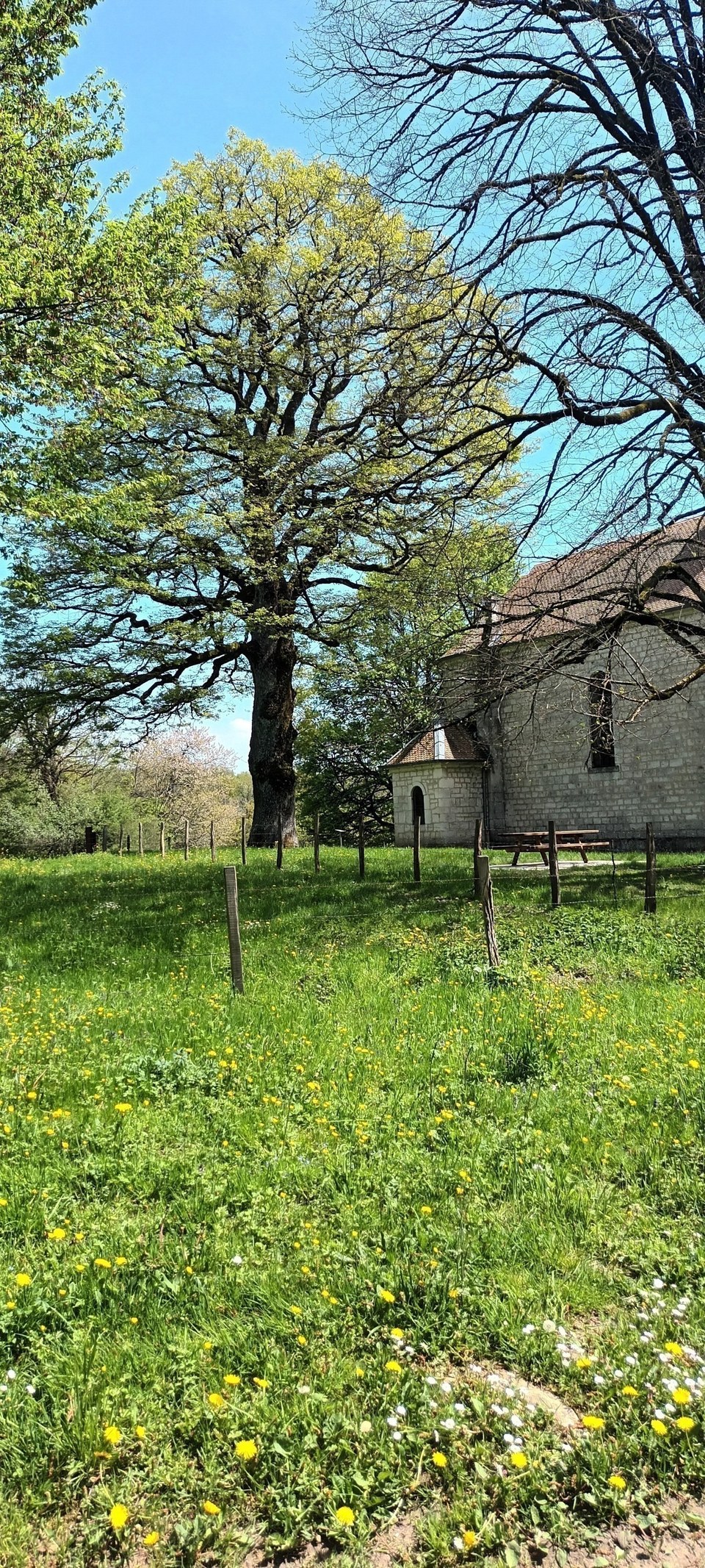 Foucherans, chêne de la Chapelle Saint-Maximin
