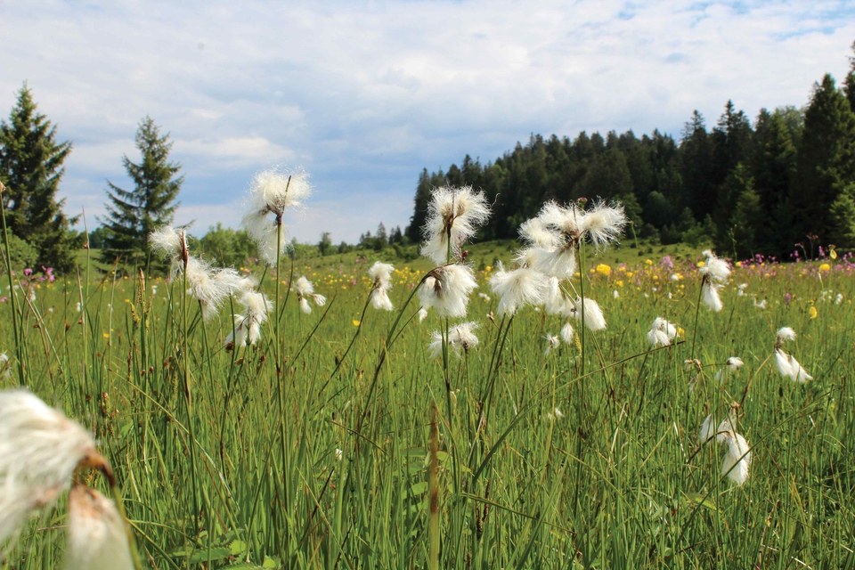 Espace Naturel Sensible du Mémont