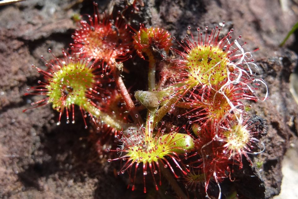 Droséra, plante carnivore des tourbières
