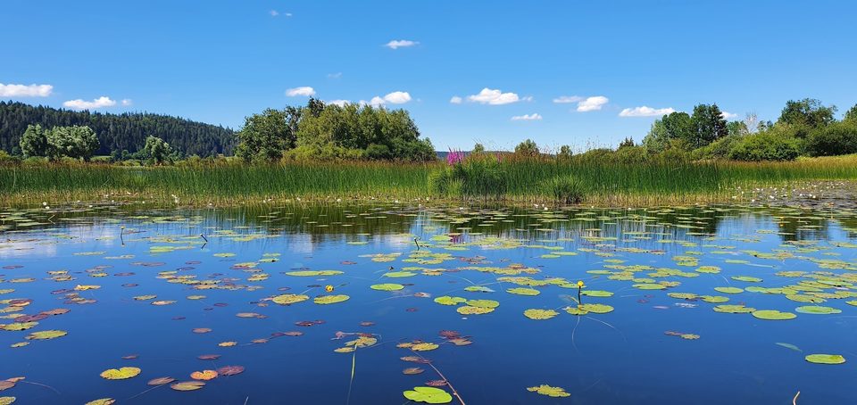 Lac de Remoray et nénuphars