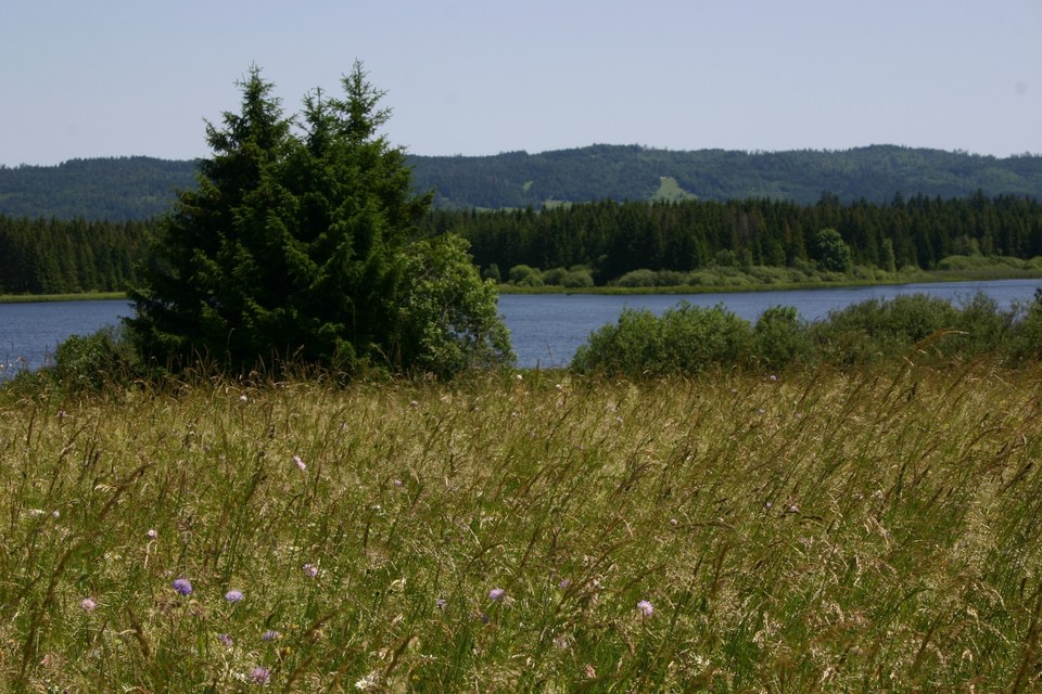 Pâturage et lac